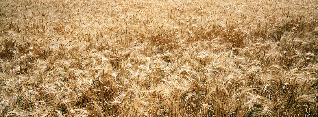 Wheat. Australia