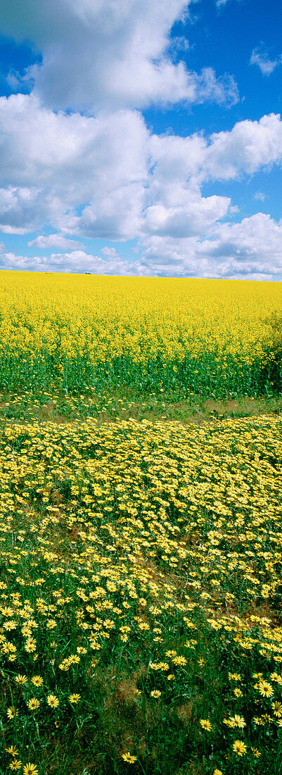 Yellow daisies and crops. New South Wales. Australia