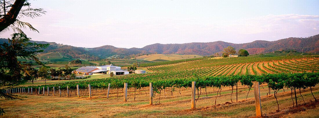 Lindeman s vineyard and winery, Hunter Valley. New South Wales, Australia