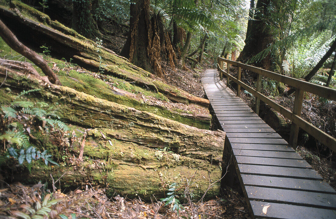 Boardwalk in Tasmanian rainforest. Australia