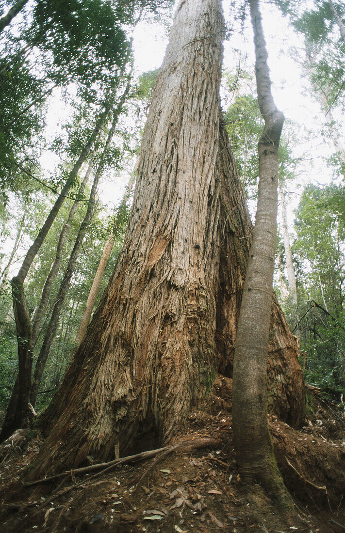 Swamp Gum (Eucalyptus regnans). Australia