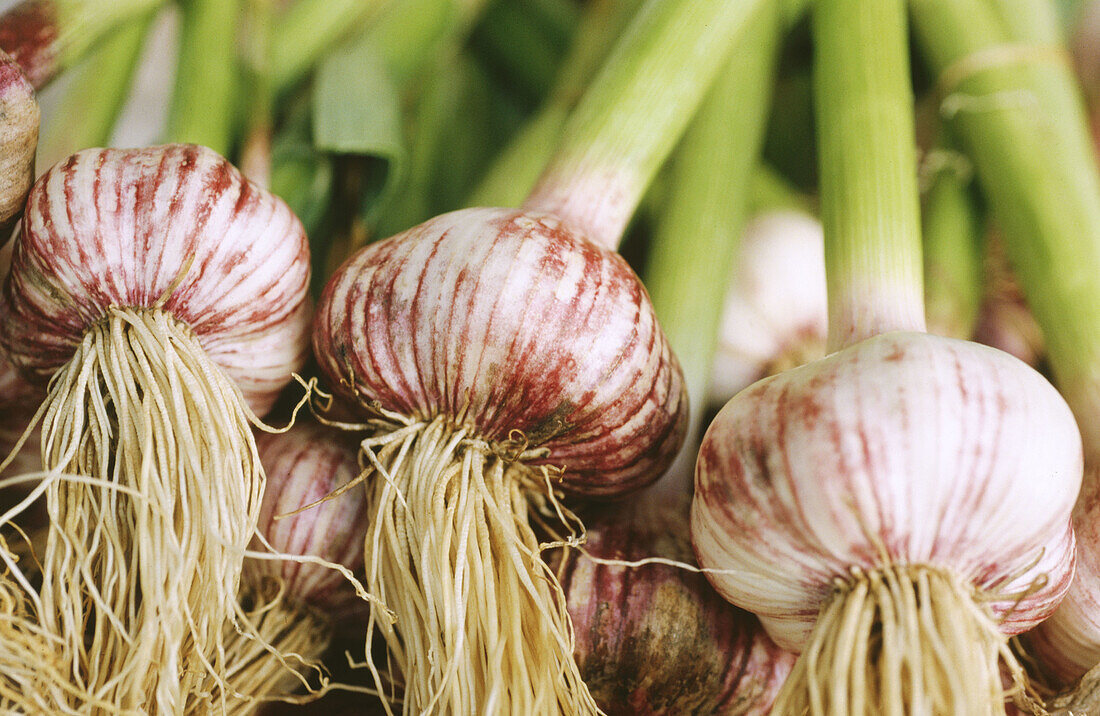 Purple-striped garlic