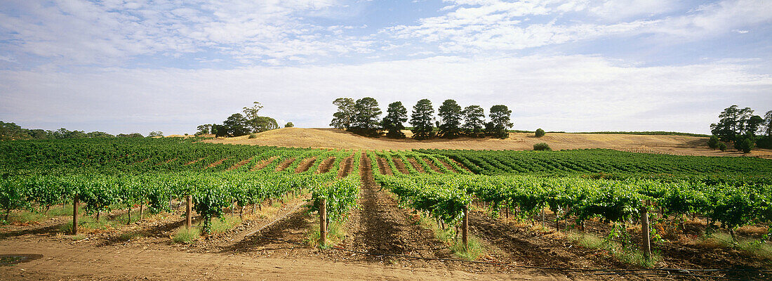 Vineyards in the Barossa Valley. South Australia, heart of the country s wine industry