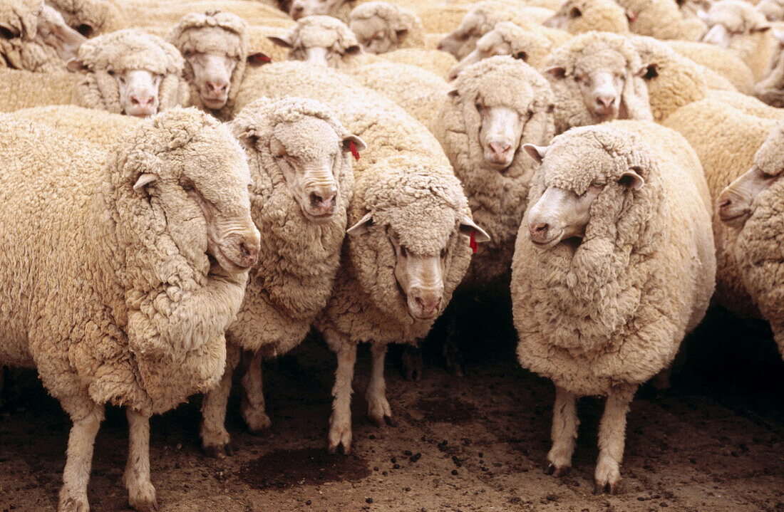 Farming, healthy merino cross sheep. Australia