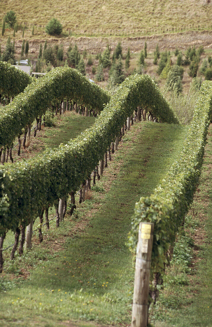 Vineyards in Hawke s Bay wine region, North island, New Zealand
