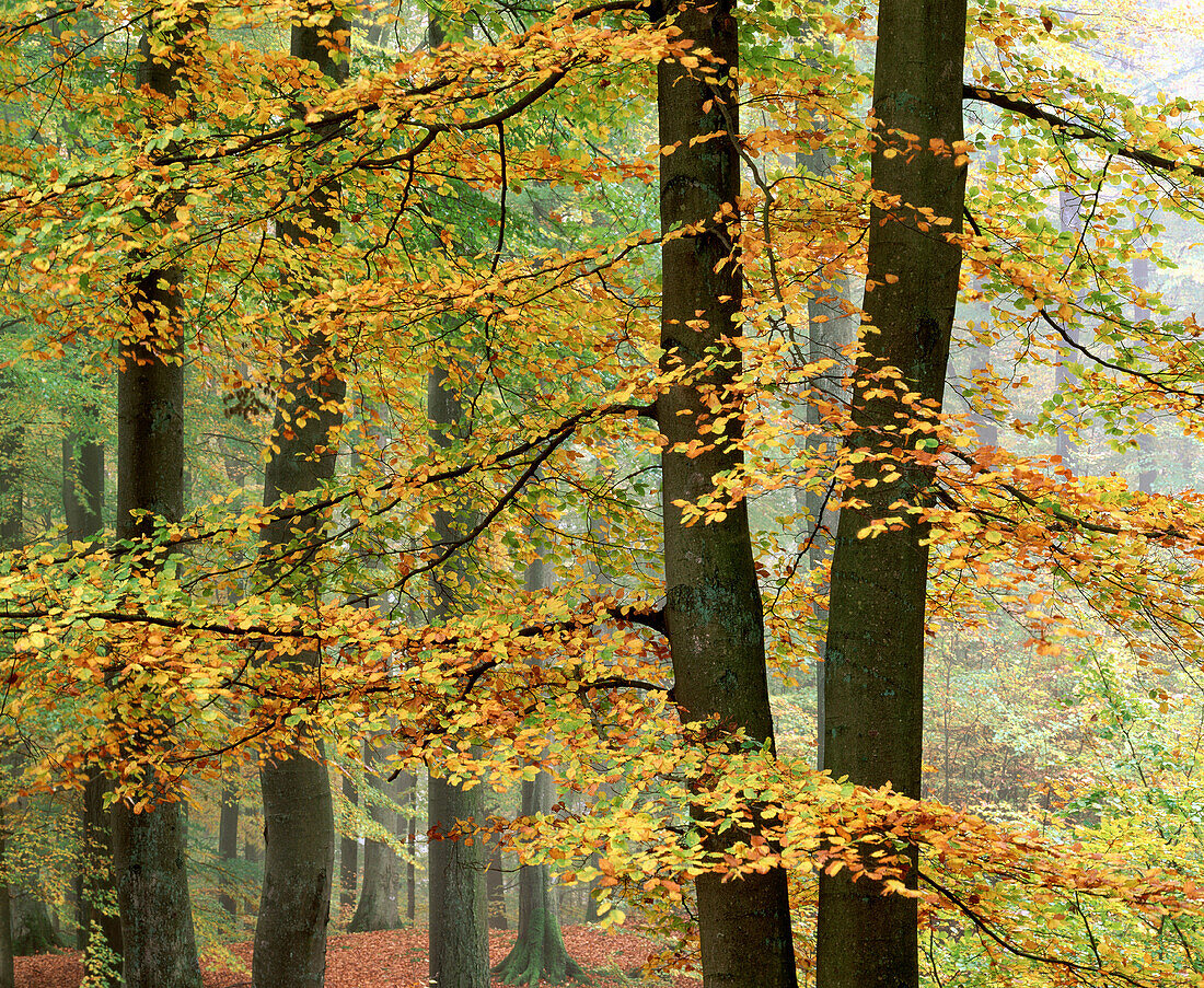 Beech forest in autumn (lat:Fagus Silvatica)Söderåsen Nationalpark. Skåne. Sweden. Scandinavia
