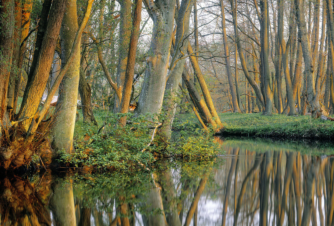 Morning light at Verka River. Haväng, Skåne, Sweden.