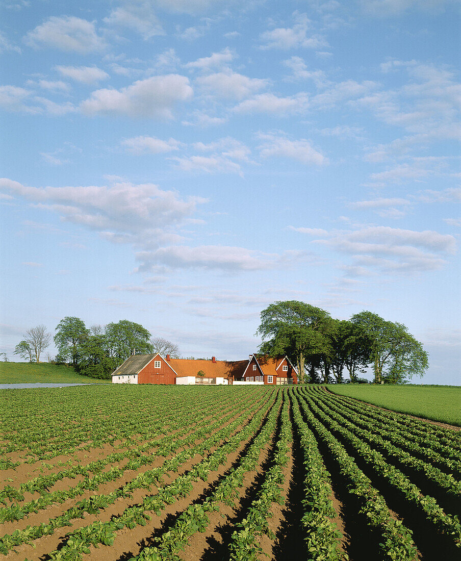 Farmers house at fields of potatoes. The Bjäre Peninsula, Skåne, Sweden. 