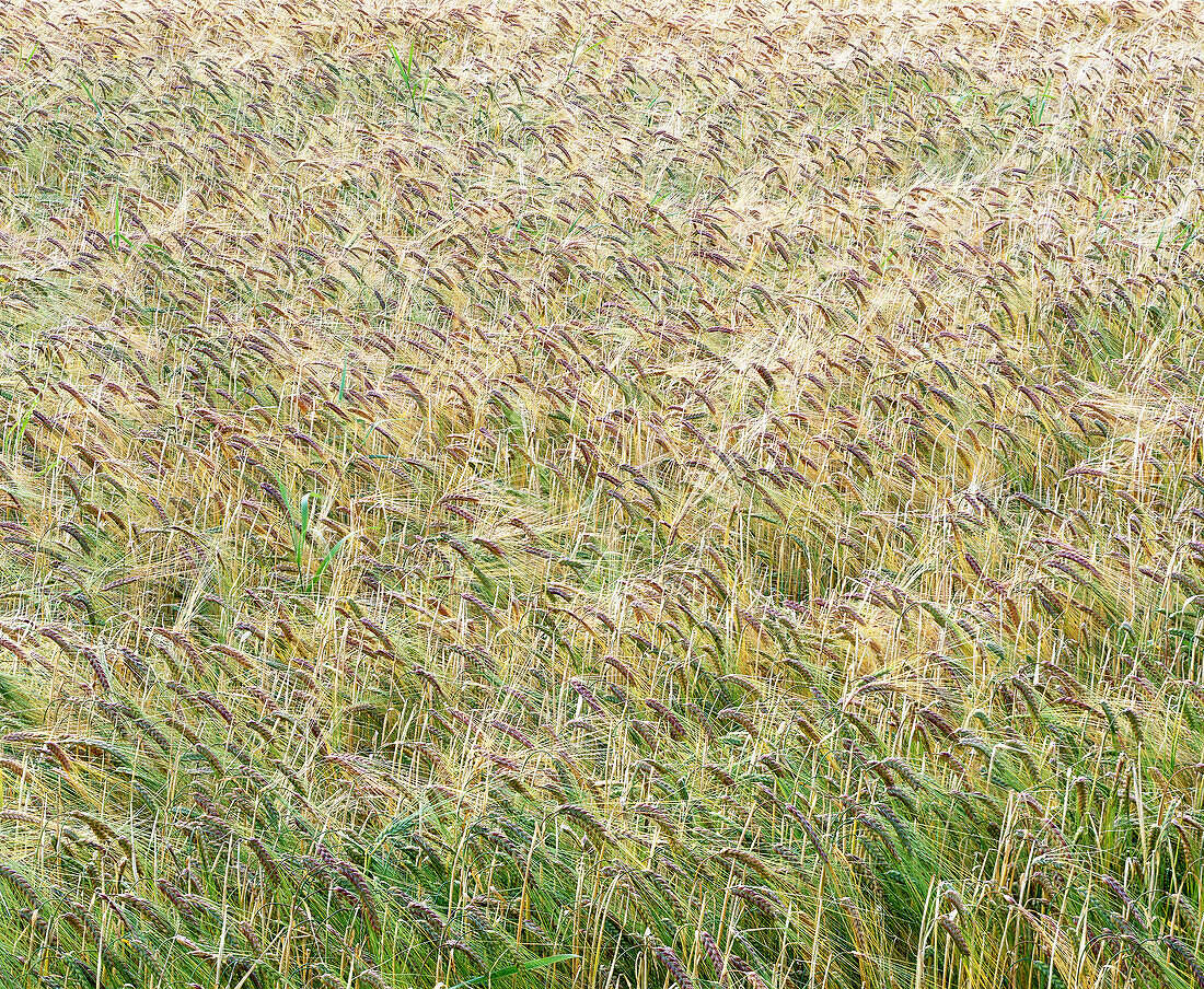 Fields of corn. Sweden