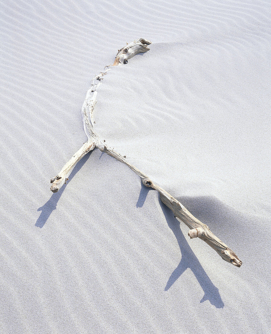 Dry branch on beach. Sandhammaren by the Baltic Sea. East coast of Skåne, Sweden.