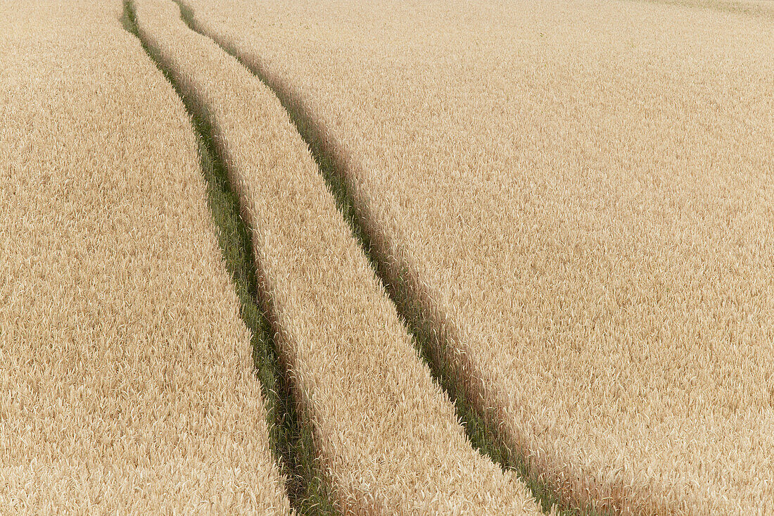 Tracks of tractor in fields of crop Skåne. Sweden