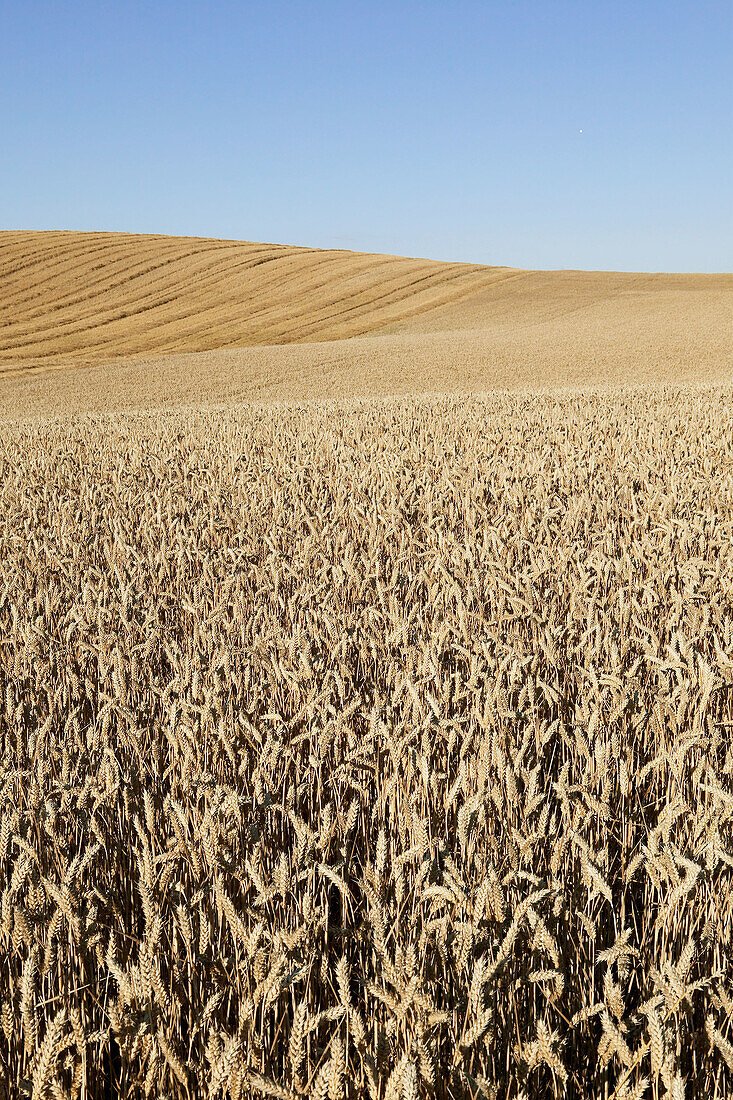 Wheat fields. Skåne. Sweden