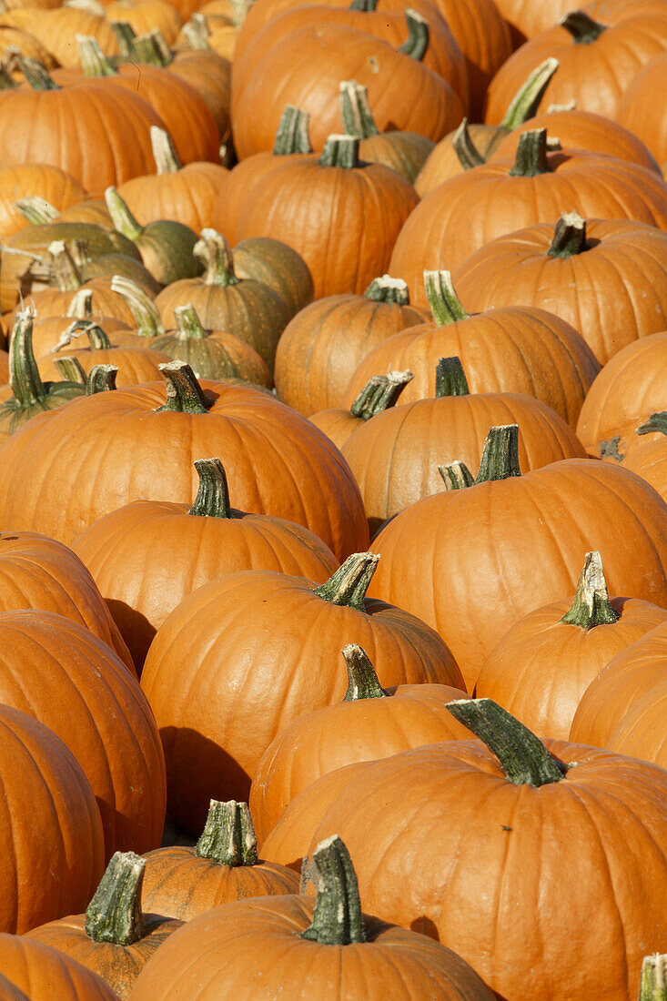 Pumpkins. Skåne. Sweden