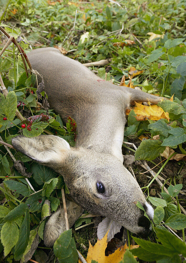 Shoot deer. Skåne. Sweden