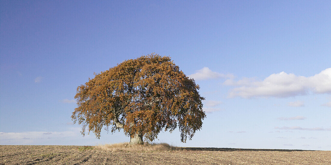 Solitary beech in agriculture area. Skåne. Sweden