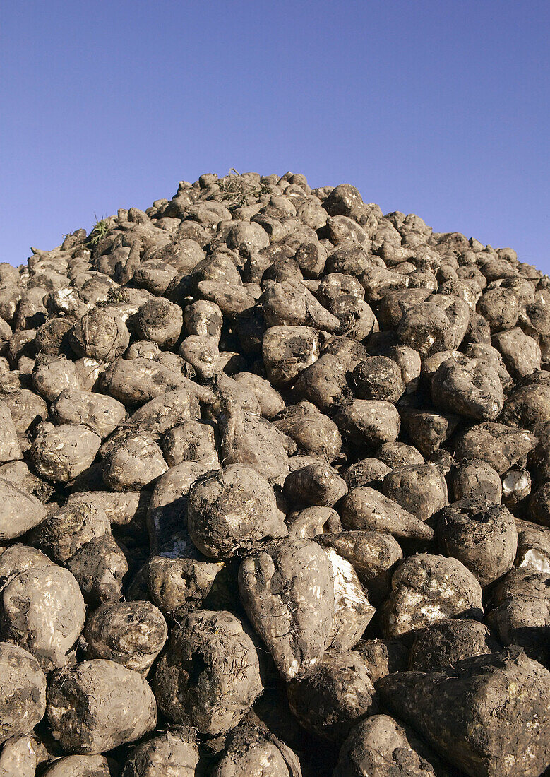 Sugar beet. Skåne. Sweden