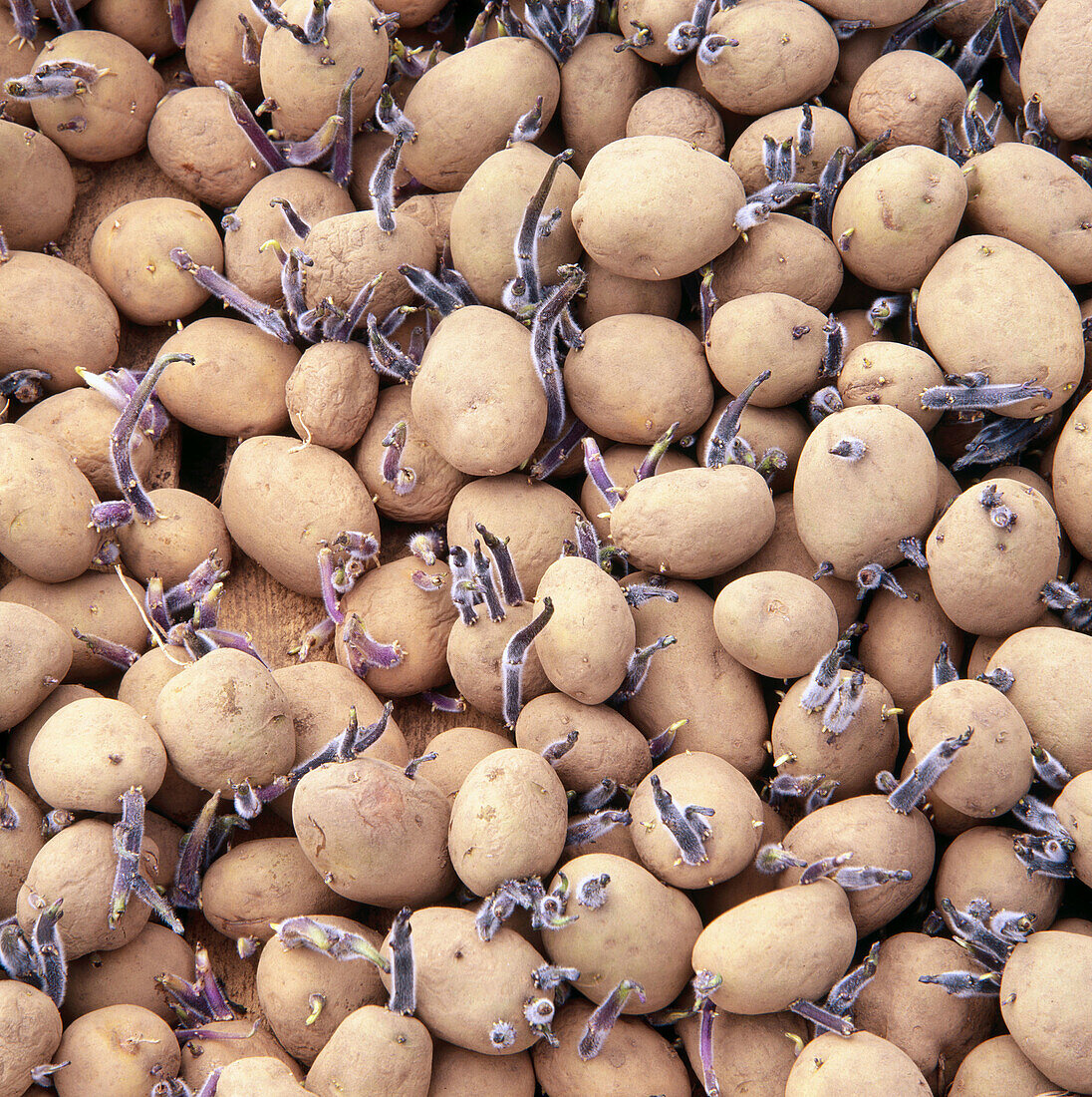 Potatoes for sowing