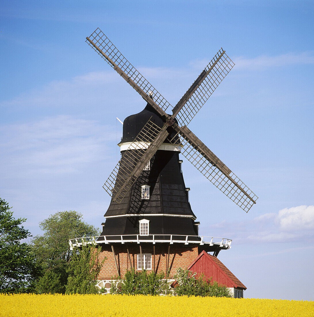 Windmill by field of rape. Baldringe. Skåne, Sweden