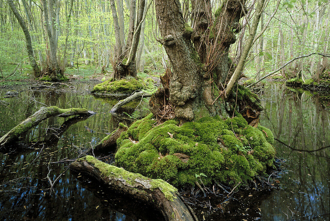 Alder Swamp (Alnus Glutinosa). Stenshuvud National Park. Skane. Sweden