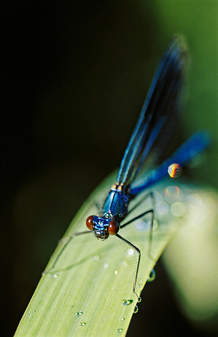 Dragonfly. Sweden