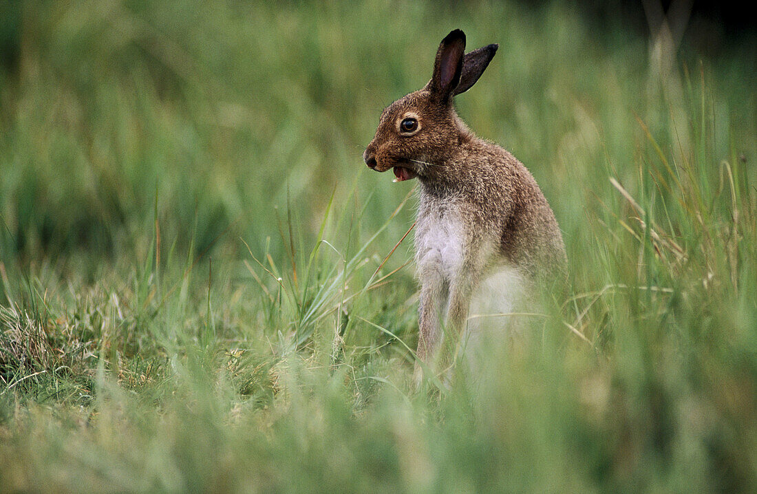 Wooden Hare. Sweden