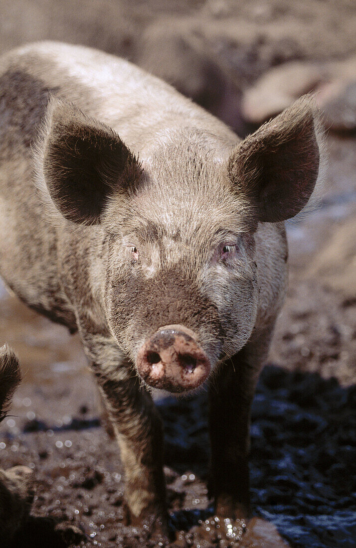 Pig in mud. Skåne, Sweden