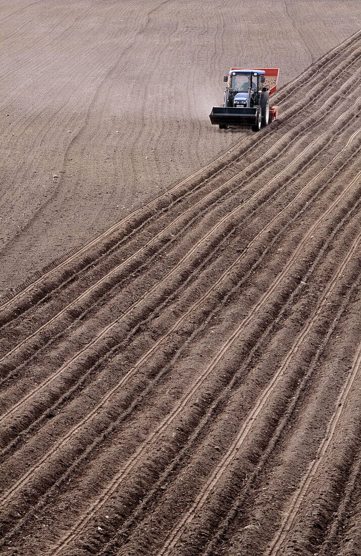 Tractor planting potatoes in field. Skåne, Sweden