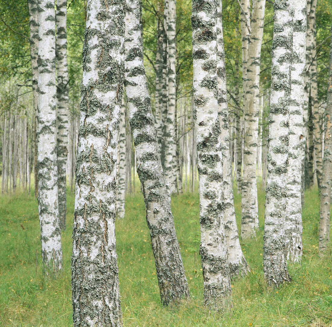 Trunks of birch. Sweden