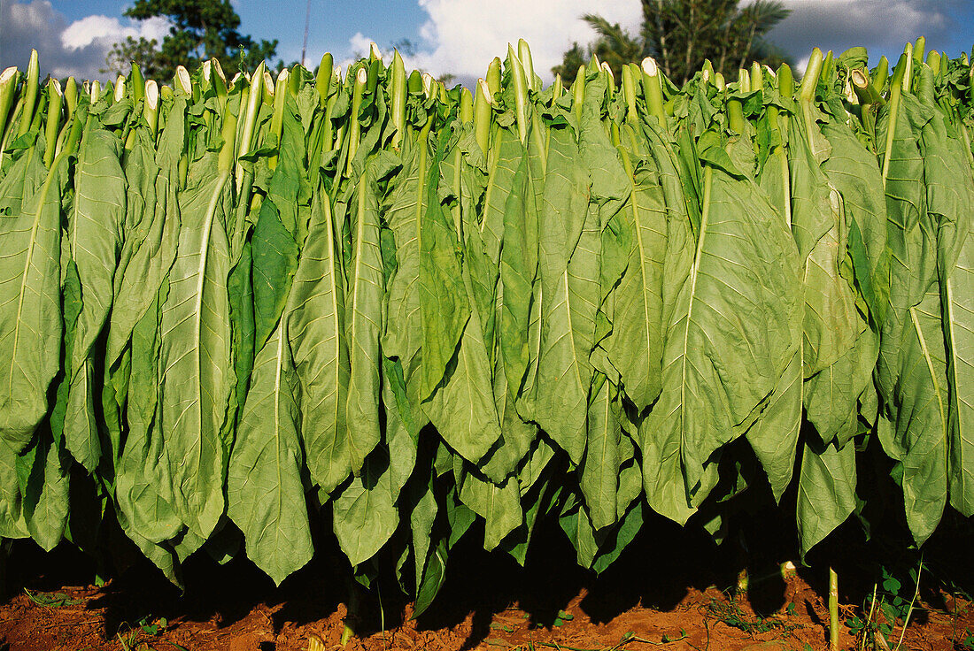 Drying of tobacco leaves. Cuba