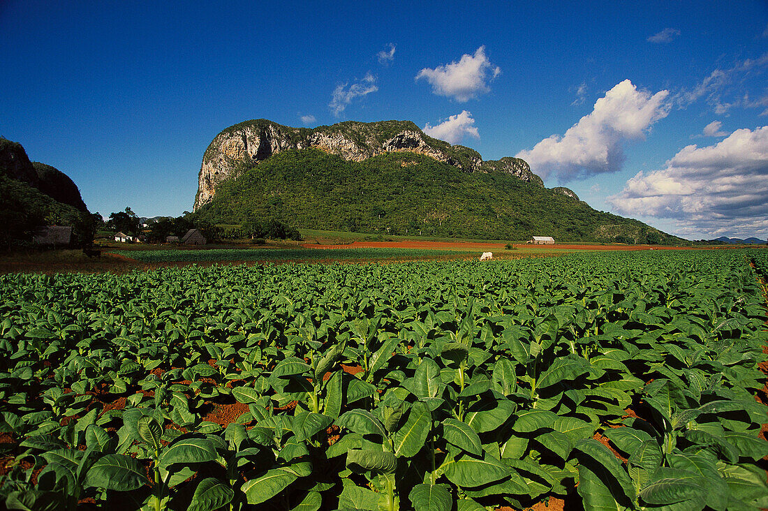 Cuba, province of pinar del rio, Val de Vinales, tobacco plantation.