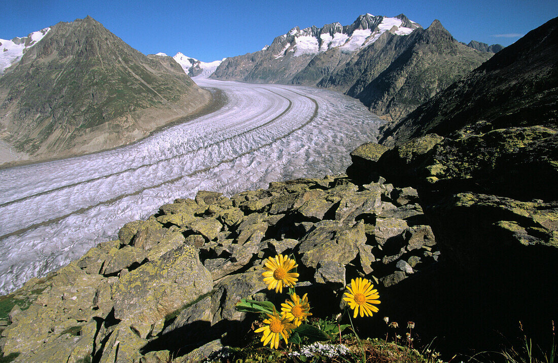 Aletsch Glacier with Yellow Armica flowers. Alps. Switzerland