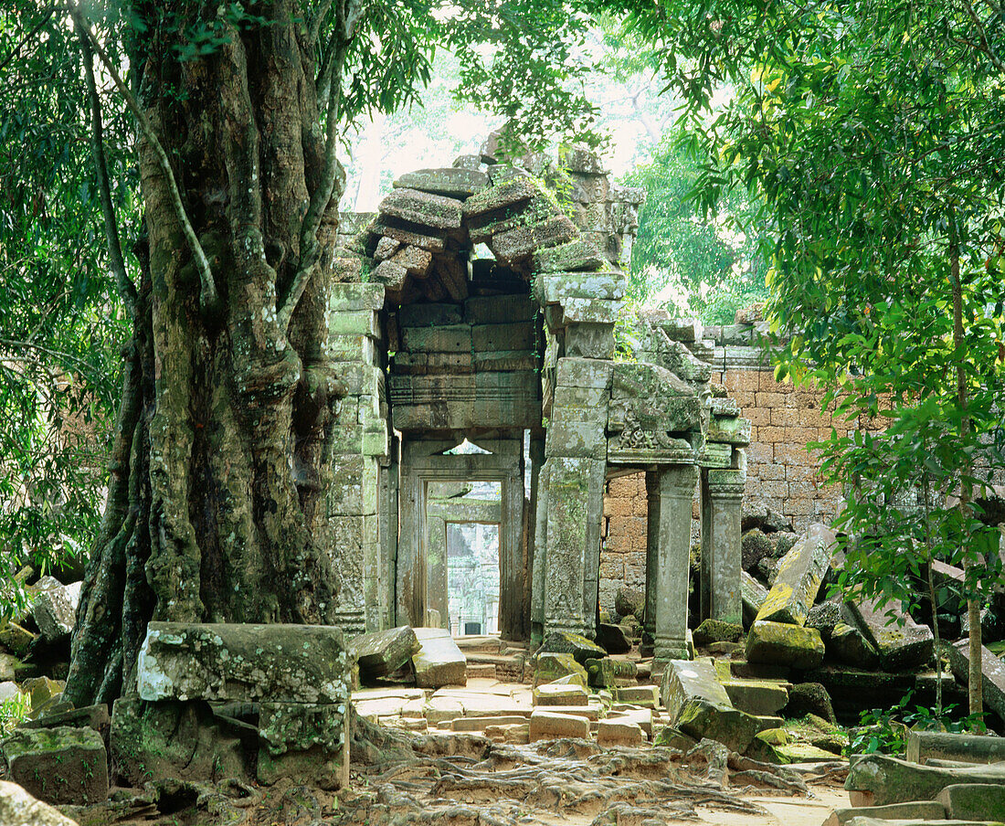 Ta Prohm Temple in Angkor. Cambodia