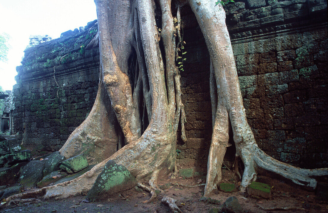 Ta Prohm Temple in Angkor Wat complex. Siem Reap. Angkor.