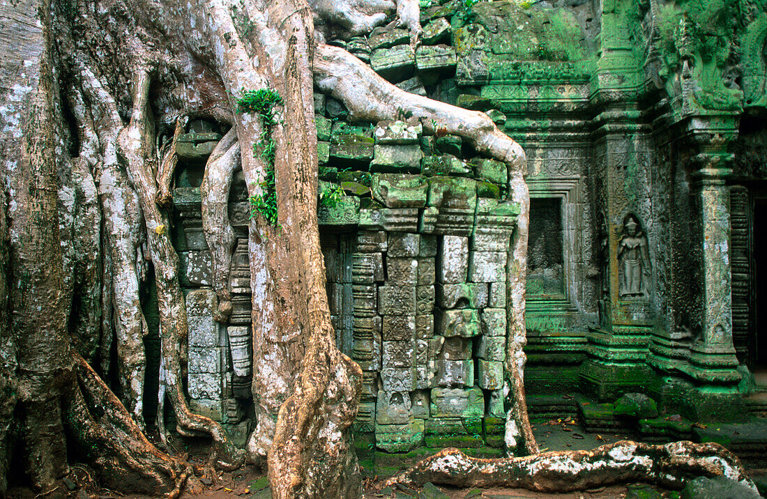 Ta Prohm Temple. Angkor. Cambodia