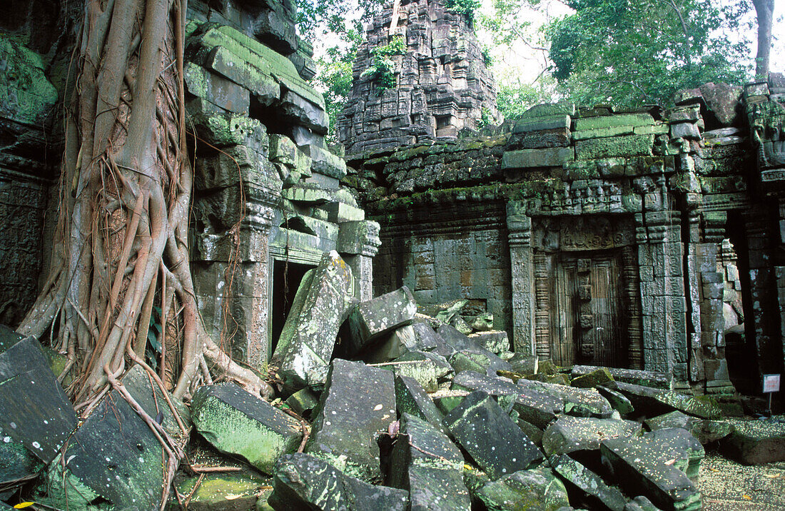 Ta Prohm Temple in Angkor. Cambodia