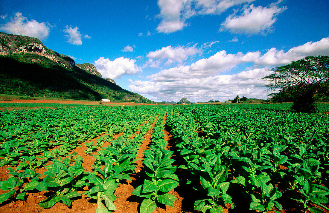 Tobacco fields in Vinales Valley. Pinar del Rio province. Cuba