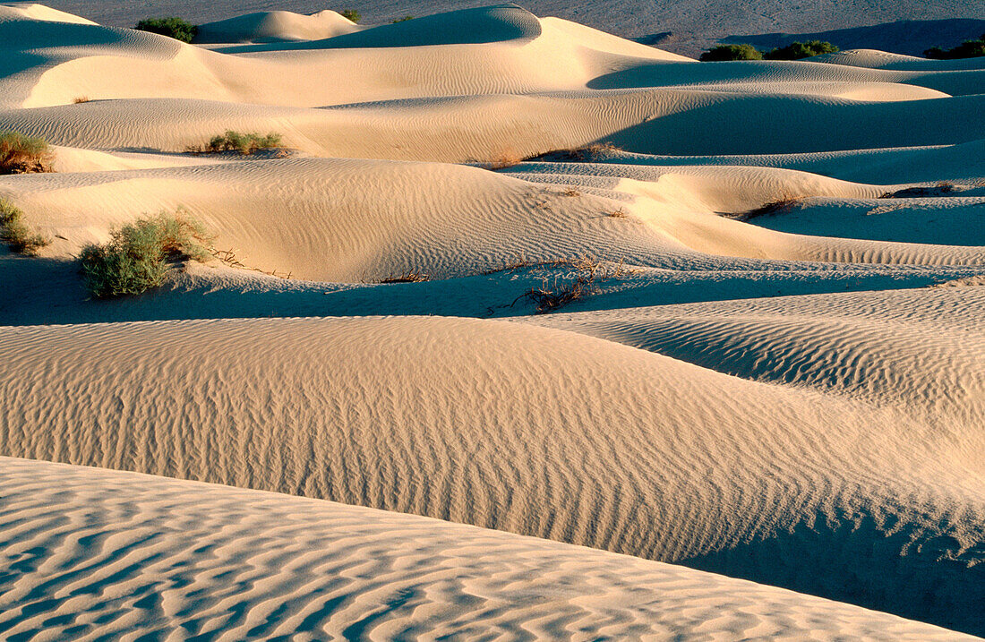 Sand dunes in Death Valley National Park. California. USA