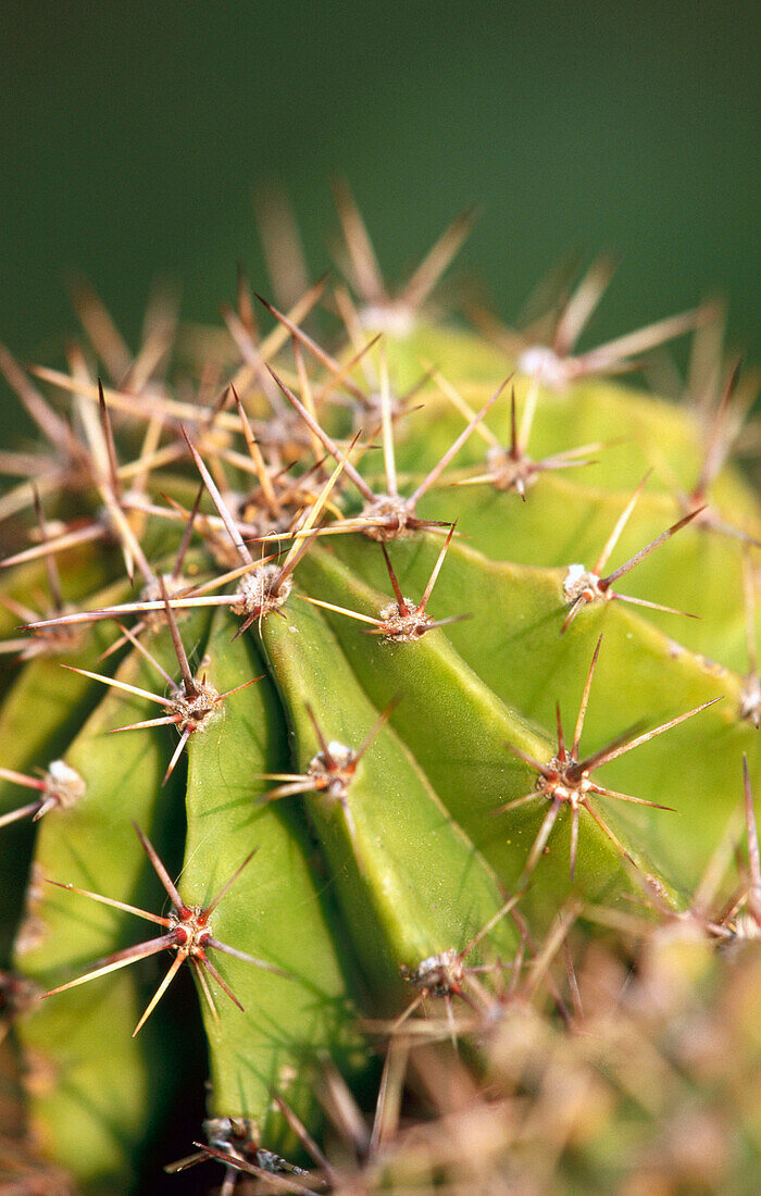 Cactus