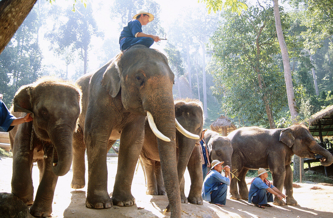 Elephants. Chiang Mai. Thailand