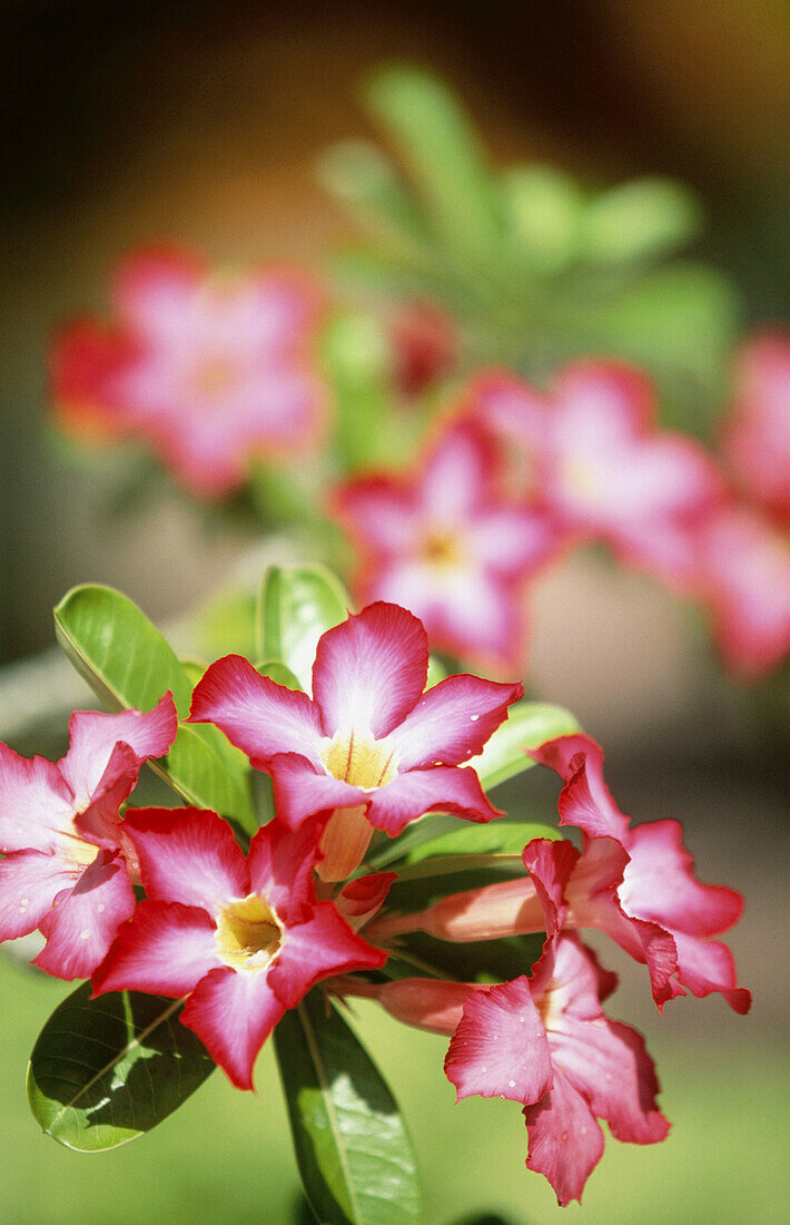 Flowers from Bali, Indonesia