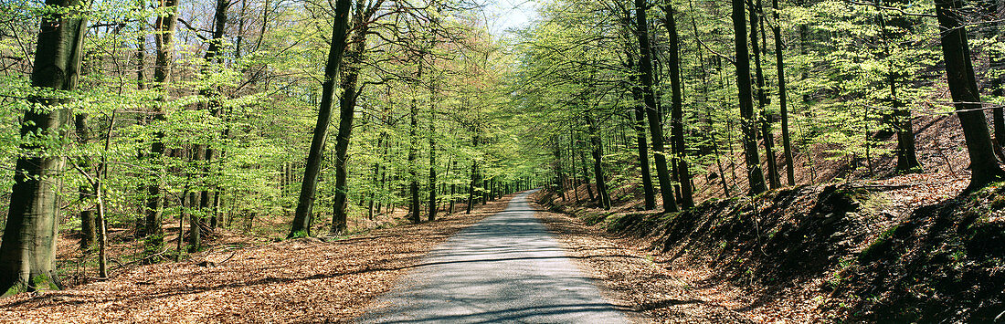 Road through European Beeches (Fagus sylvatica) forest. Ardennes. Belgium