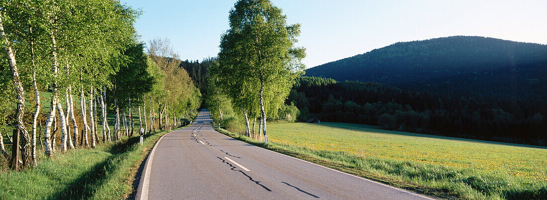 Road with Birches (Betula sp.) in spring. Eco-region, Lamer Winkel, Bavarian Forest. Bavaria. Germany