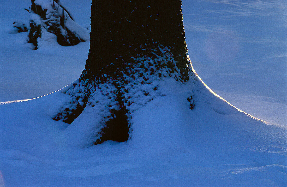 Trunk of Spruce with snow. Germany
