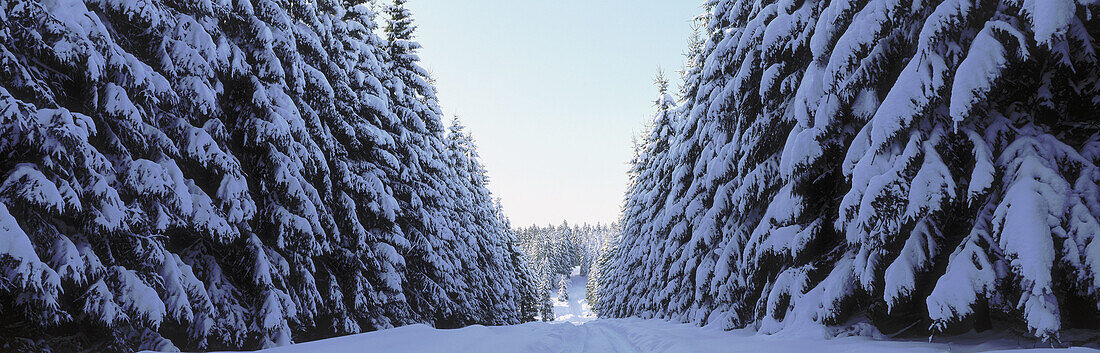Forest and snow. Germany