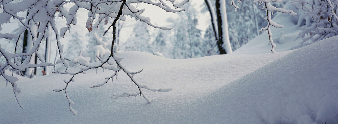 Bavarian Forest National Park. Germany