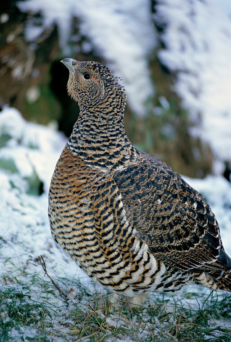 Capercaillie (Tetrao urogallus). Bavarian forest. Germany