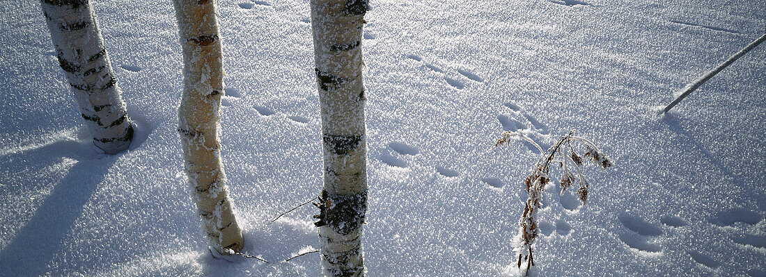 Tracks of a hare in snow