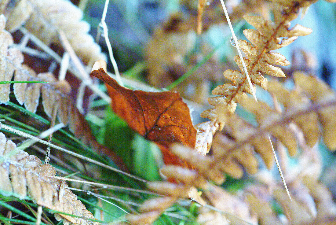 Autumn leaves and fern