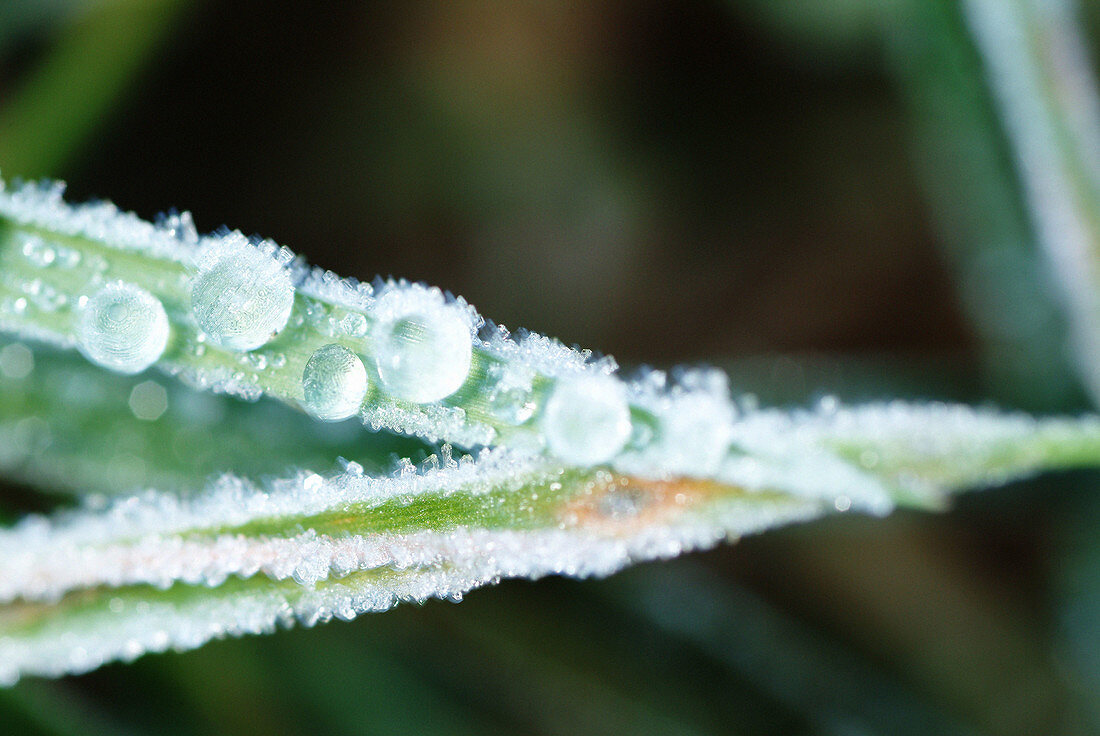 Frozen dew-drops on grasses