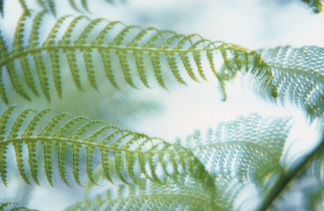 Soft Tree Fern (Dicksonia antarctica). North Rhine Westphalia